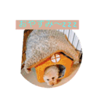 ぼく、福丸です。その5（個別スタンプ：11）