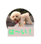 ぼく、福丸です。その5（個別スタンプ：13）