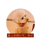 ぼく、福丸です。その5（個別スタンプ：19）