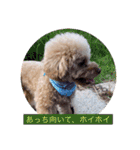 ぼく、福丸です。その5（個別スタンプ：21）