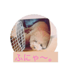 ぼく、福丸です。その5（個別スタンプ：23）