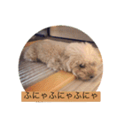 ぼく、福丸です。その5（個別スタンプ：24）