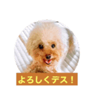 ぼく、福丸です。その5（個別スタンプ：32）