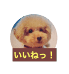 ぼく、福丸です。その5（個別スタンプ：37）