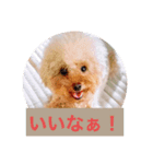 ぼく、福丸です。その5（個別スタンプ：39）