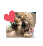 トイプードルのふぁどくん4（個別スタンプ：7）