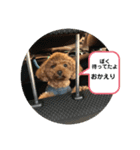 トイプードルのふぁどくん4（個別スタンプ：8）
