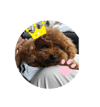 トイプードルのふぁどくん4（個別スタンプ：9）