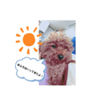 トイプードルのふぁどくん4（個別スタンプ：13）