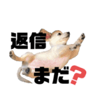 ちくわの日常 Ver.2（個別スタンプ：5）