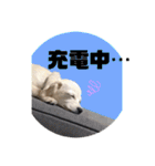 ちくわの日常 Ver.2（個別スタンプ：22）