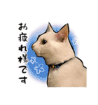 しろねこと愉快な仲間たち（個別スタンプ：1）
