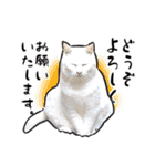 しろねこと愉快な仲間たち（個別スタンプ：3）