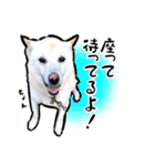 しろねこと愉快な仲間たち（個別スタンプ：4）