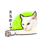 しろねこと愉快な仲間たち（個別スタンプ：5）