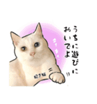 しろねこと愉快な仲間たち（個別スタンプ：6）
