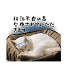 しろねこと愉快な仲間たち（個別スタンプ：9）