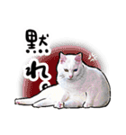 しろねこと愉快な仲間たち（個別スタンプ：11）