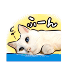 しろねこと愉快な仲間たち（個別スタンプ：12）