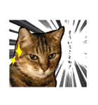 しろねこと愉快な仲間たち（個別スタンプ：13）