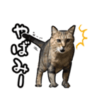 しろねこと愉快な仲間たち（個別スタンプ：14）