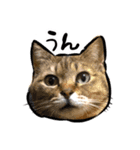 しろねこと愉快な仲間たち（個別スタンプ：15）