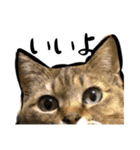 しろねこと愉快な仲間たち（個別スタンプ：16）