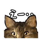 しろねこと愉快な仲間たち（個別スタンプ：17）