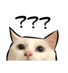 しろねこと愉快な仲間たち（個別スタンプ：19）
