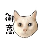 しろねこと愉快な仲間たち（個別スタンプ：20）