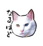 しろねこと愉快な仲間たち（個別スタンプ：21）