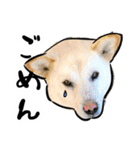 しろねこと愉快な仲間たち（個別スタンプ：22）