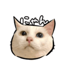 しろねこと愉快な仲間たち（個別スタンプ：23）