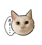 しろねこと愉快な仲間たち（個別スタンプ：24）