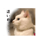 しろねこと愉快な仲間たち（個別スタンプ：29）