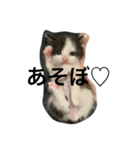 日常で使えるシュールな子ネコ（個別スタンプ：3）