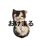 日常で使えるシュールな子ネコ（個別スタンプ：4）