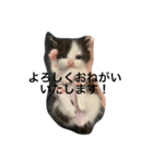 日常で使えるシュールな子ネコ（個別スタンプ：14）
