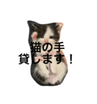 日常で使えるシュールな子ネコ（個別スタンプ：19）