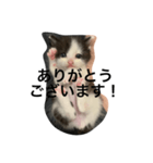 日常で使えるシュールな子ネコ（個別スタンプ：23）