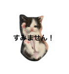 日常で使えるシュールな子ネコ（個別スタンプ：25）