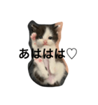 日常で使えるシュールな子ネコ（個別スタンプ：33）