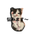 日常で使えるシュールな子ネコ（個別スタンプ：34）