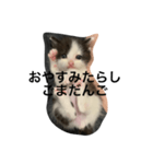 日常で使えるシュールな子ネコ（個別スタンプ：39）