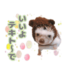 ハリネズミわさび☆（個別スタンプ：6）