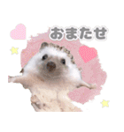 ハリネズミわさび☆（個別スタンプ：7）