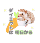 ハリネズミわさび☆（個別スタンプ：8）