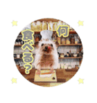 ハリネズミわさび☆（個別スタンプ：11）