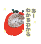 ハリネズミわさび☆（個別スタンプ：13）