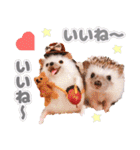 ハリネズミわさび☆（個別スタンプ：24）